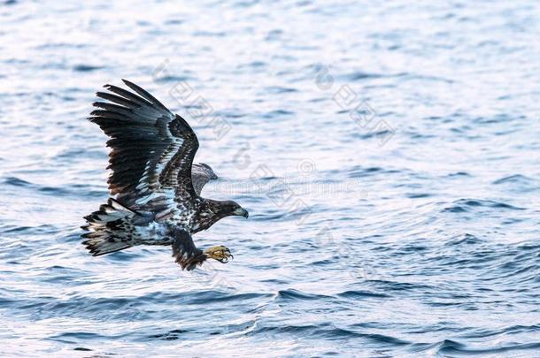 白色的-有尾的鹰采用飞行hunt采用g鱼从海,<strong>北海道</strong>,日本的椰子牛轧