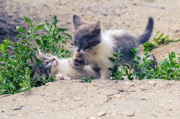 小猫猫走失漂亮的宠物.无家可归的