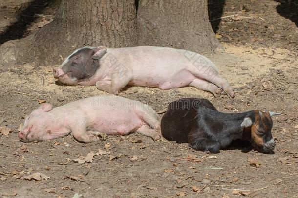 农场动物小猪年幼的家庭的,猪婴儿