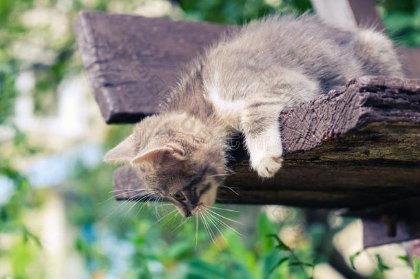 小猫猫走失漂亮的宠物.小的无家可归的