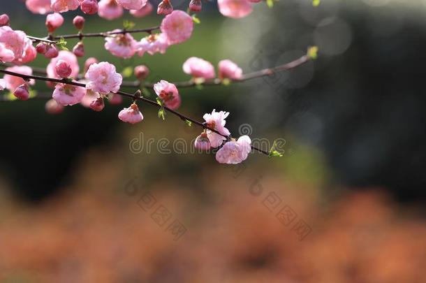 蔷薇科树穆梅梅仁。ï¼蔷薇科树Ã布莱恩CapeVerde佛得角.梅仁。ï¼