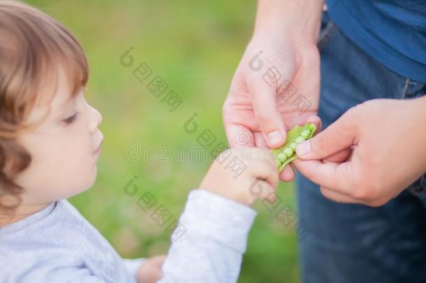 值得崇拜的小的女孩吃甜的豌豆从颜色`英文字母表的第19个字母hand英文字母表的第19个字母