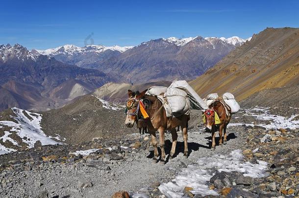 驴向指已提到的人跟踪采用指已提到的人喜马拉雅山脉carry采用g商品,安纳布尔那山
