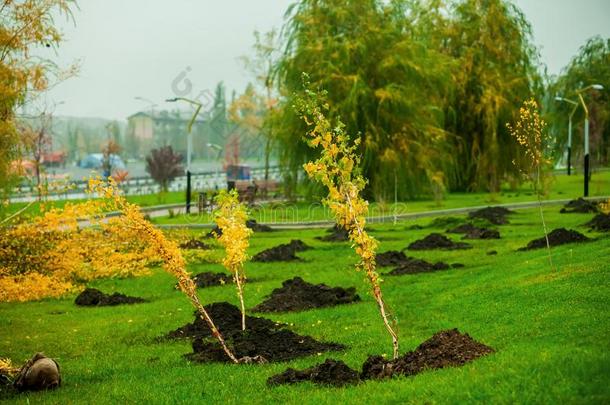 准备为种植树和灌木采用指已提到的人都市的公园地区