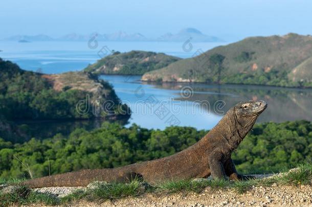科莫多龙,科学的名字:巨蜥科莫多人.风景优美的竞争