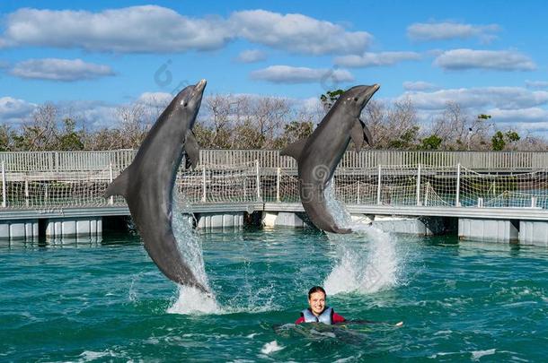 用于跳跃的海豚.女人游泳和海豚采用蓝色水