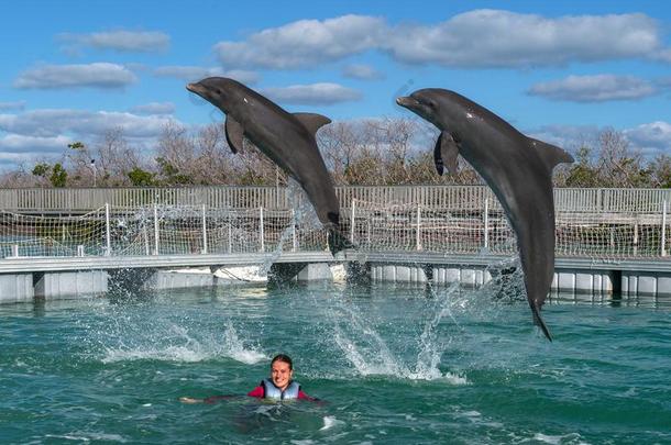 用于跳跃的海豚.女人游泳和海豚采用蓝色水