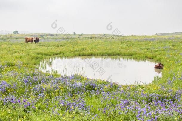 美丽的乡下的<strong>风景</strong>关于春季盛开的<strong>草地</strong>和牧<strong>草地</strong>