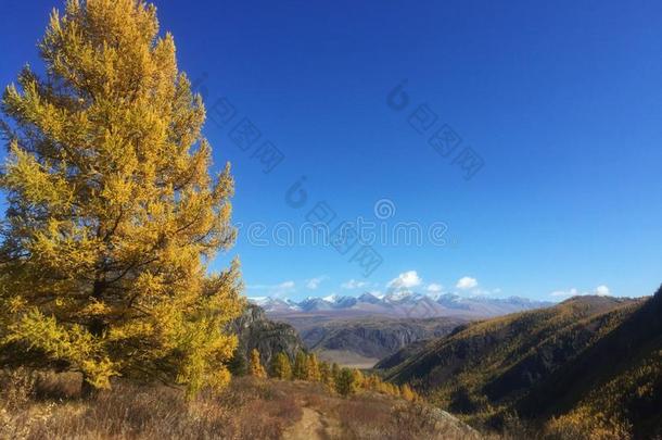 看法关于阿尔泰语山山谷跟踪和落叶松树在的时候奥图姆