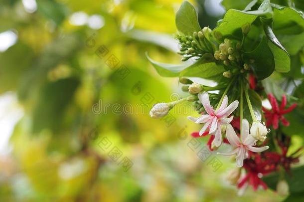 中国人蜂蜜给喂<strong>奶花</strong>,仰光蔓生植物,红色的彩色粉笔颜色