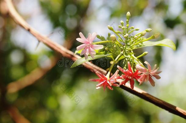 中国人蜂蜜给喂<strong>奶花</strong>,仰光蔓生植物,红色的彩色粉笔颜色