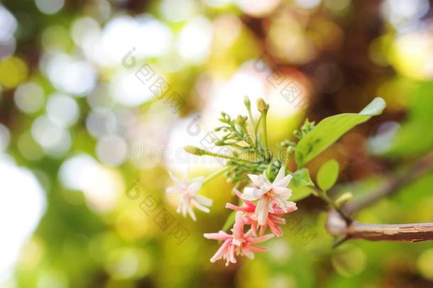 中国人蜂蜜给喂<strong>奶花</strong>,仰光蔓生植物,红色的彩色粉笔颜色