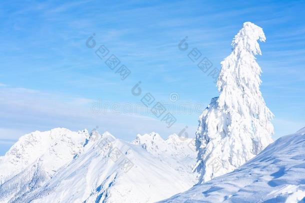 冬风景和雪大量的alkali-treatedlipopolysaccharide碱处理的脂多糖,塞费尔德,另一<strong>方面</strong>