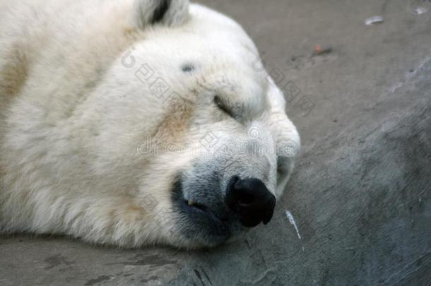 大的白色的熊睡眠,灰色的石头背景.