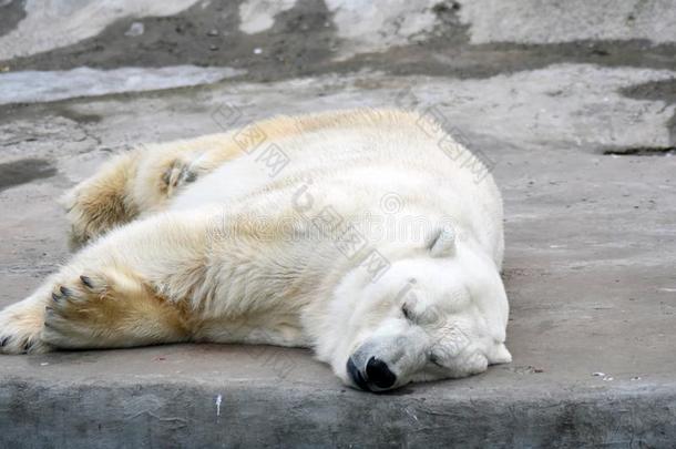 大的白色的熊睡眠,灰色的石头背景.