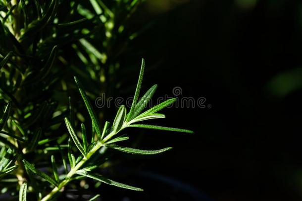 新鲜的迷迭香草种植户外的.迷迭香树叶关-在上面