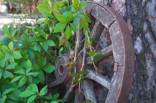老的车轮<strong>缠绕</strong>和<strong>树枝</strong>关于野生的葡萄.