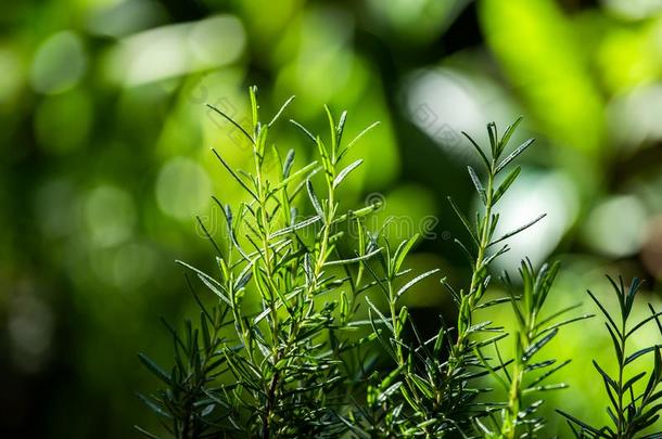 新鲜的迷迭香草种植户外的.迷迭香树叶关-在上面