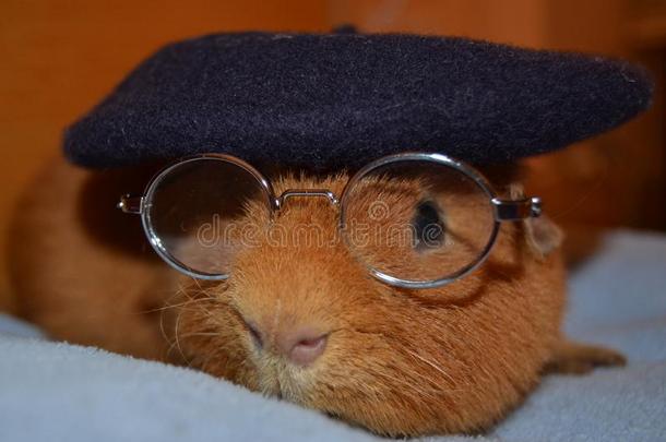 妇女连衫衬裤畿尼猪和眼镜和Berrett帽子