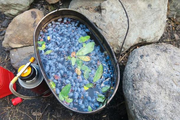 野营药草的茶水和蓝色浆果.忍冬野营茶水采用