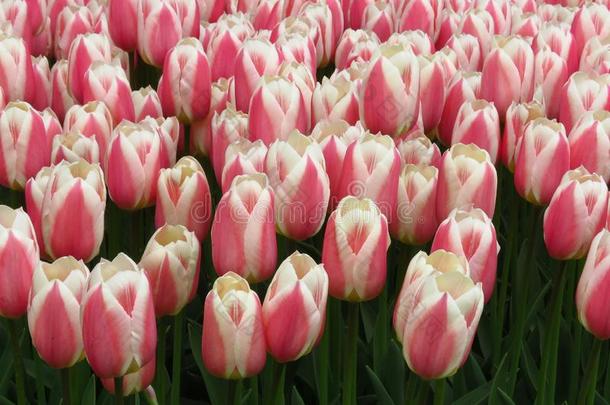 美丽的粉红色的和白色的郁金香花影像.许多郁金香花