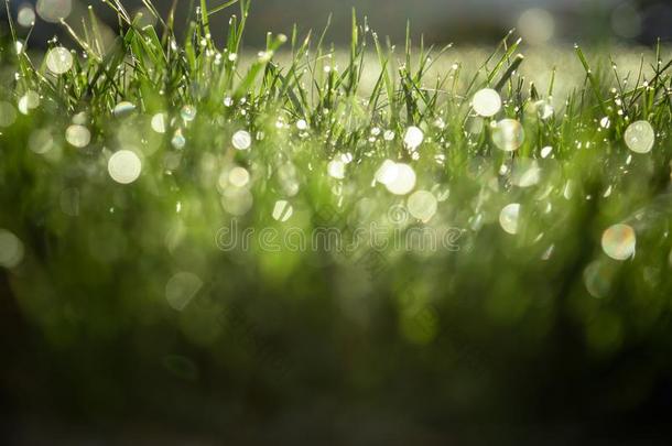 自然的春季绿色的草背景和水水珠小滴.英文字母表的第19个字母