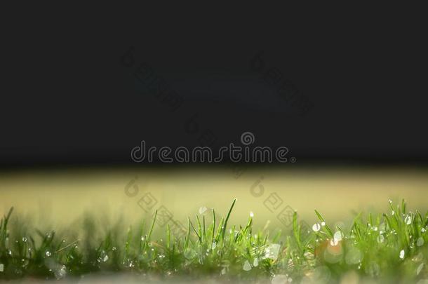 自然的春季绿色的草背景和水<strong>水珠小</strong>滴.英文字母表的第19个字母