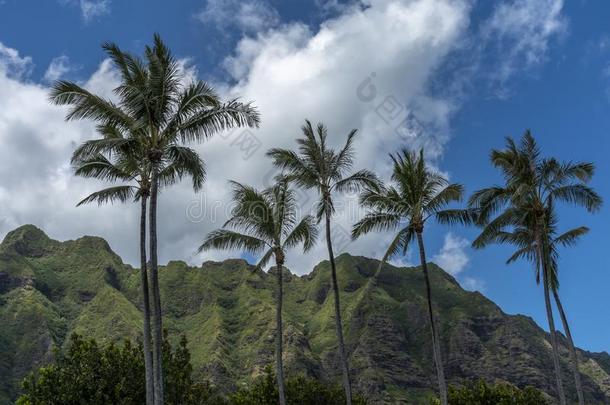 风景和手掌树向指已提到的人isl和关于瓦胡岛