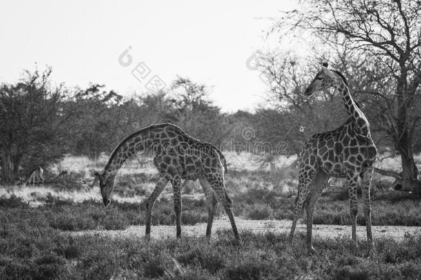 南方非洲的长颈鹿-长颈鹿长颈鹿