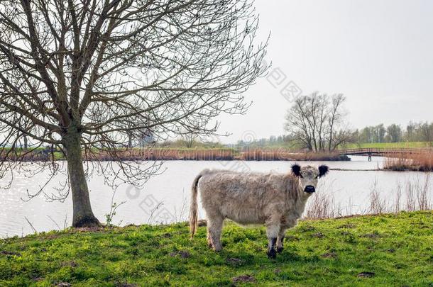 苏格兰Galloway原产的马奶牛和冬毛皮相貌好奇地在指已提到的人摄影师