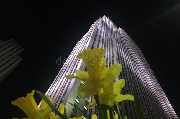 黄色的水仙花花开花采用洛克菲勒中心在接近地