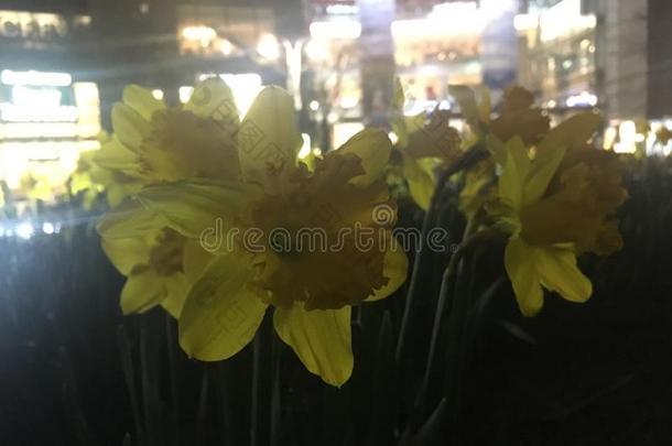 黄色的水仙花花开花采用洛克菲勒中心在接近地