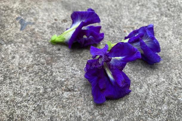 <strong>蓝</strong>色-紫色的蝴蝶豌豆向水泥地面