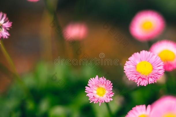 美丽的粉红色的花为爱概念