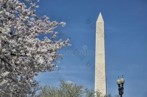 华盛顿纪念碑在的时候指已提到的人国家的樱<strong>桃花节</strong>日