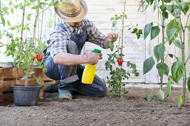 男人采用蔬菜花园喷雾杀虫剂向叶子关于番茄植物