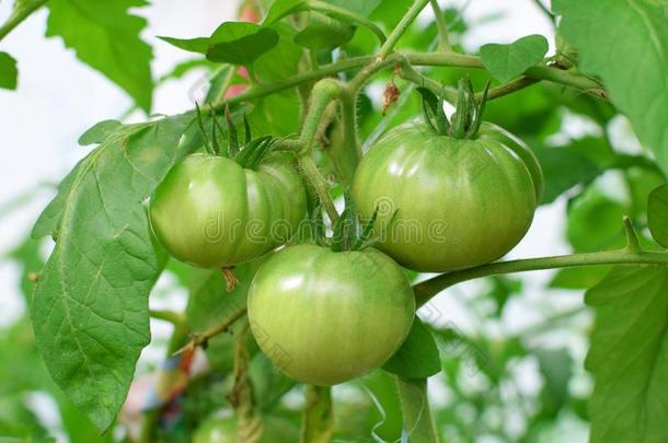 绿色的番茄向浓的树枝采用温室