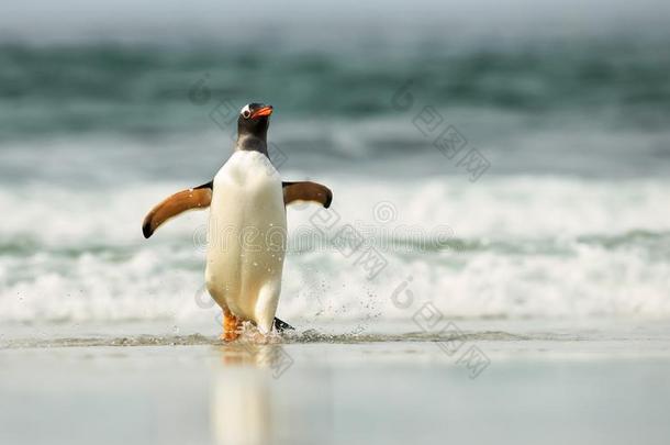 巴布亚企鹅企鹅即将到来的<strong>上岸</strong>从有暴风雨的海域