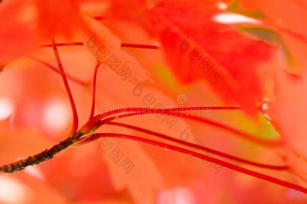 深红色枫树树叶陈列指已提到的人高雅关于秋