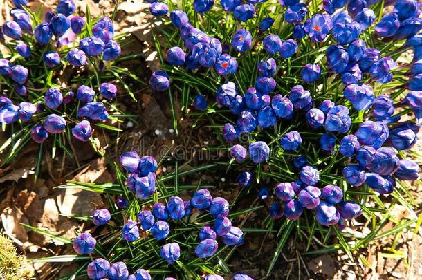指已提到的人第一蓝色番红花属花真空镀膜采用指已提到的人花园采用早的spring春季