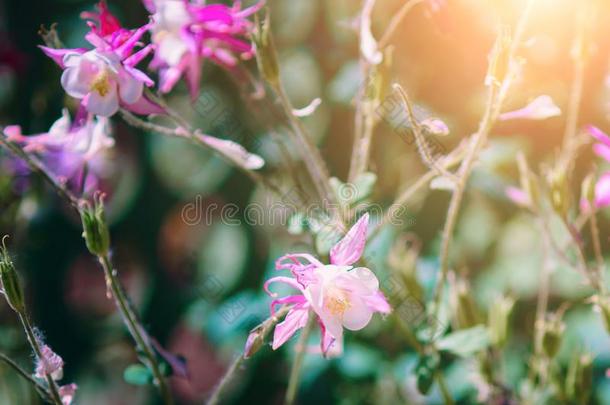 美丽的花昙花小米,关-在上面.调色,阳光