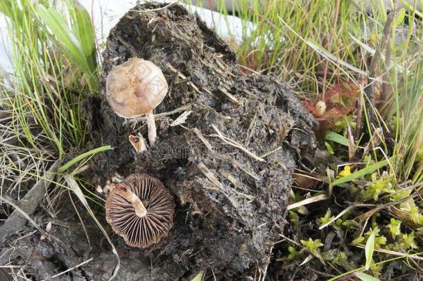 棕色的杂色的蘑菇采用马动物的粪便