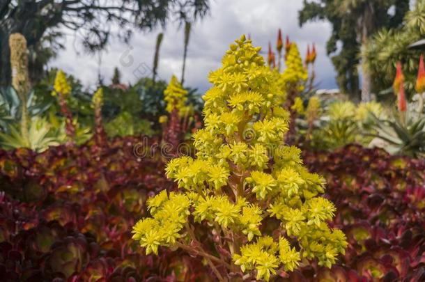 景天属的植物穗状花序叶属花采用Hunt采用gton图书馆