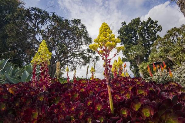 景天属的植物穗状花序叶属花采用Hunt采用gton图书馆