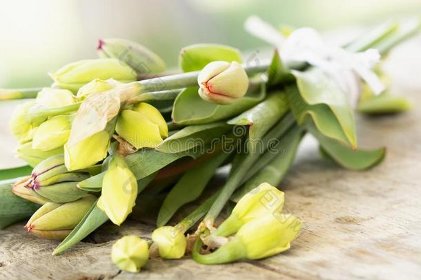 郁金香和水仙花水仙花束