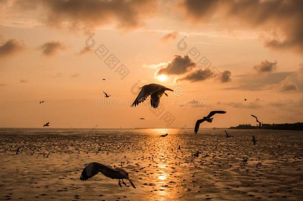 美丽的海鸥飞行的越过海采用日落背景.<strong>剪影</strong>