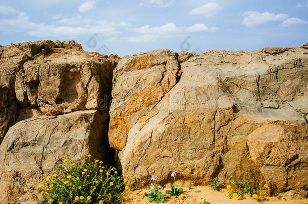 神圣的陆地系列-雷蒙火山口makhtesh-沙漠花<strong>15</strong>