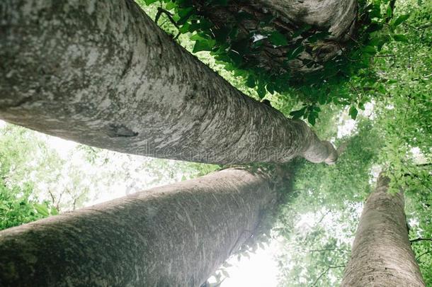 有样子的在上面进入中身材高的山毛榉树采用自然的森林