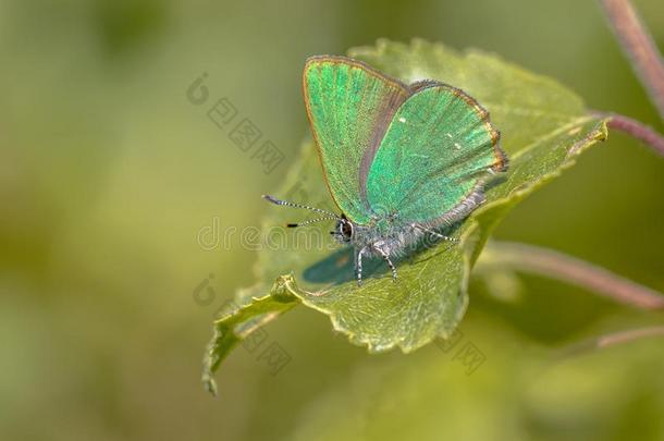 绿色的翅上有细纹的蝶蝴蝶