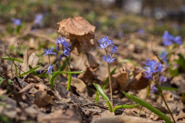 蓝色花关于野生的森林植物阿尔卑斯山的虾蛄-绵枣儿属植物双玉兰